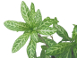 Preview: Indischer Sonnen-Wasserfreund - Hygrophila polysperma 'Sunset'